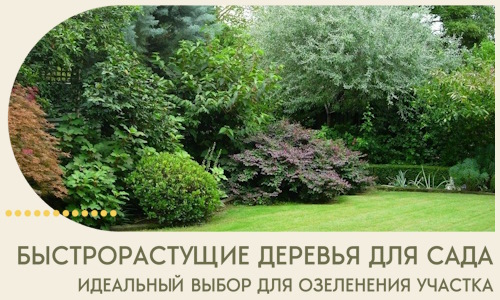 Быстрорастущие деревья для сада идеальный выбор в Туле