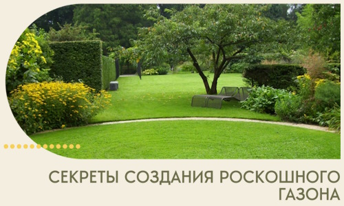 Секреты создания роскошного газона в Туле